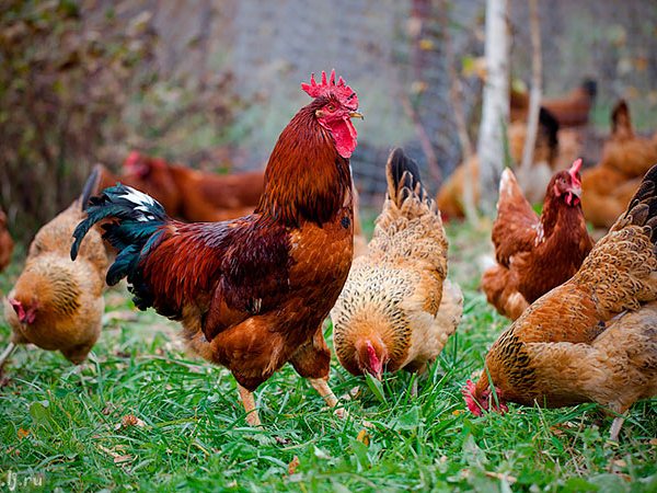Породы куриц | ЗооТом - продажа, вязка и услуги для животных в Власихе