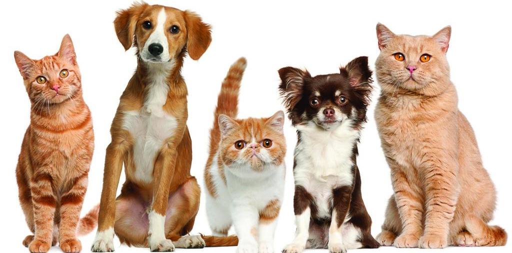 Доска объявлений о животных | ЗооТом - продажа, вязка и услуги для животных в Власихе