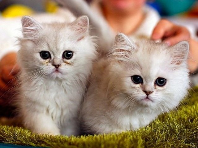 Породы кошек в Власихе | ЗооТом портал о животных