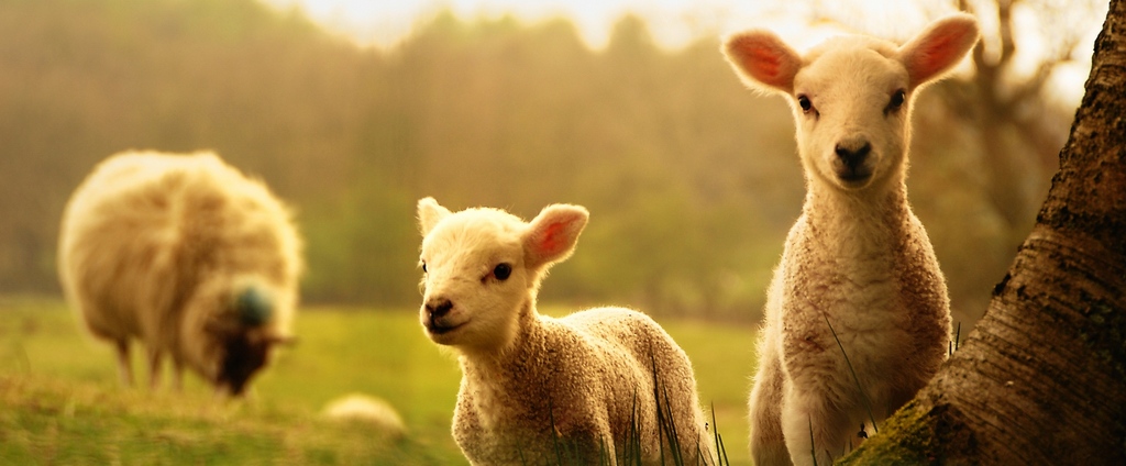 Объявления о сельскохозяйственных животных | ЗооТом - продажа, вязка и услуги для животных в Власихе