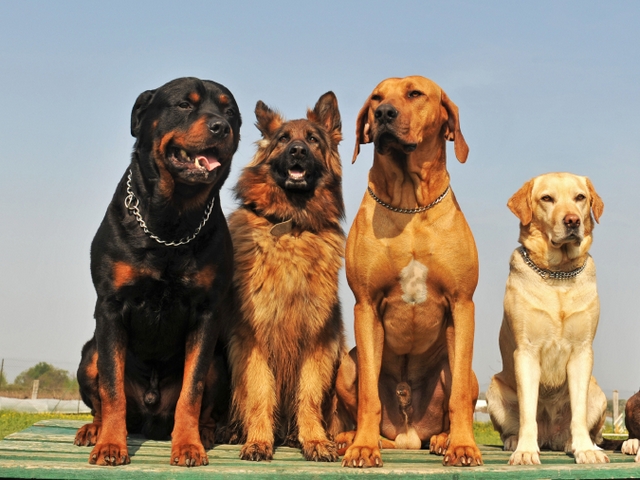 Крупные породы собак в Власихе | ЗооТом портал о животных