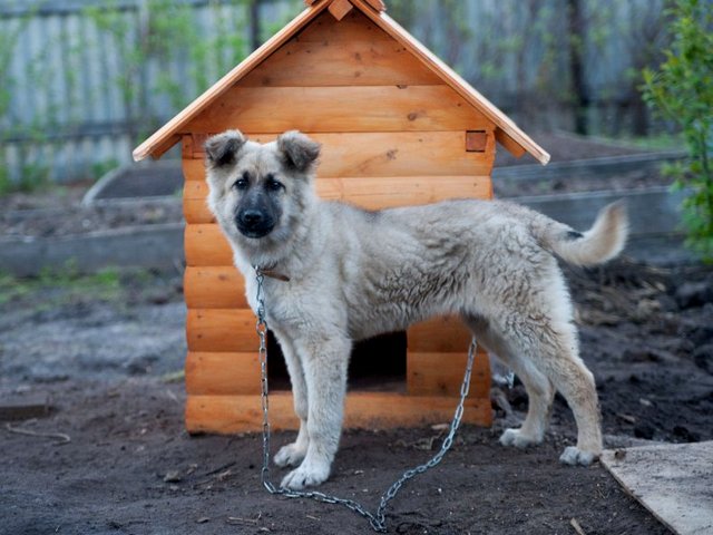 Все о собаках в Власихе
